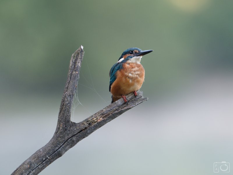 Ledňáček říční (Alcedo atthis)