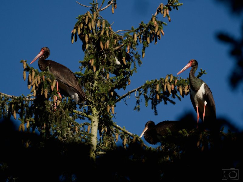 Čáp černý (Ciconia nigra)
