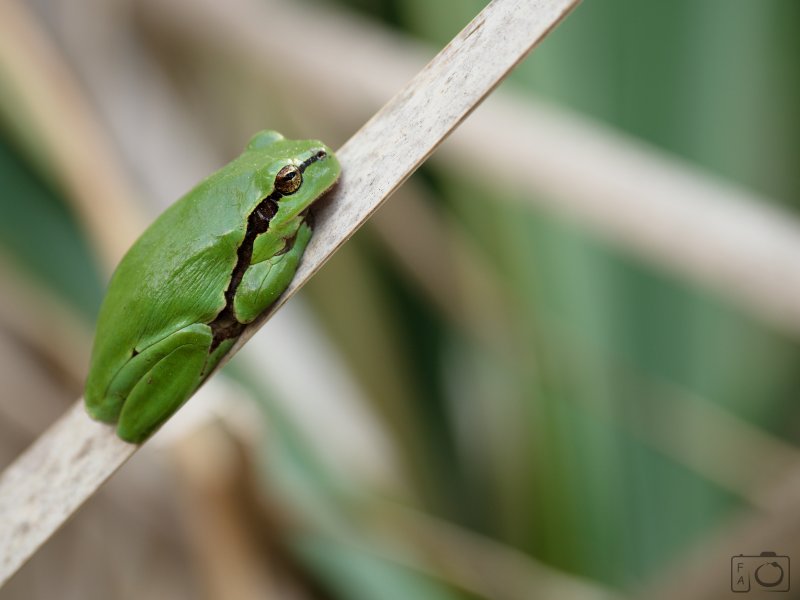 Rosnička zelená (Hyla arborea)