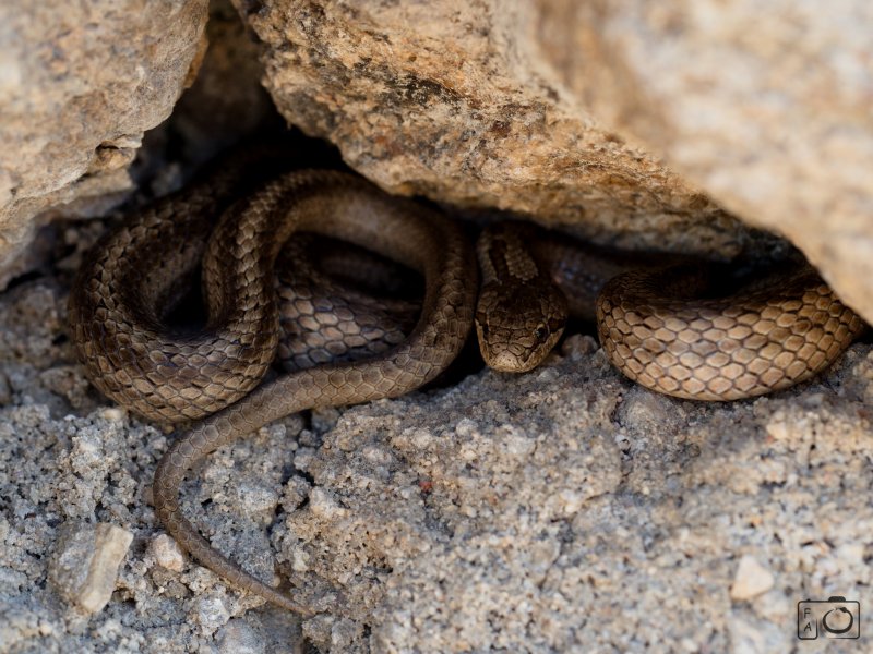Užovka hladká (Coronella austriaca) 