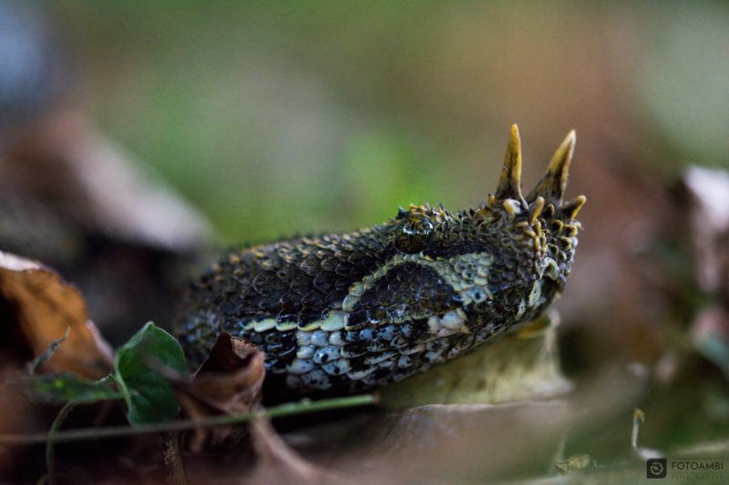 Zmije pobřežní nosorohá (Bitis nasicornis)