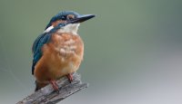 Ledňáček říční (Alcedo atthis)