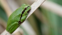Rosnička zelená (Hyla arborea)