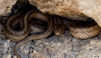 Užovka hladká (Coronella austriaca) 