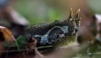 Zmije pobřežní nosorohá (Bitis nasicornis)