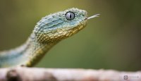 Zmije ježatá (Atheris squamigera) 