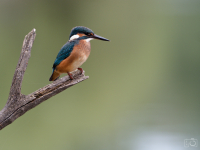 Ledňáček říční (Alcedo atthis)