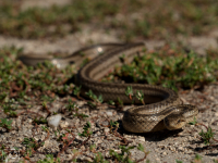 Užovka hladká (Coronella austriaca) 