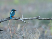 Ledňáček říční (Alcedo atthis)