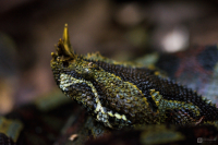 Zmije pobřežní nosorohá (Bitis nasicornis)