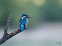 Ledňáček říční (Alcedo atthis)