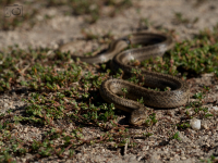 Užovka hladká (Coronella austriaca) 