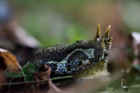 Zmije pobřežní nosorohá (Bitis nasicornis)