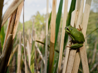 Rosnička zelená (Hyla arborea)