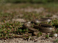 Užovka hladká (Coronella austriaca) 