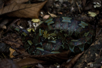 Zmije pobřežní nosorohá (Bitis nasicornis)