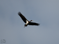 Čáp černý (Ciconia nigra)