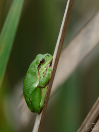 Rosnička zelená (Hyla arborea)