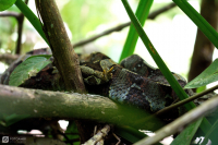 Zmije pobřežní nosorohá (Bitis nasicornis)
