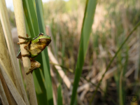 Rosnička zelená (Hyla arborea)