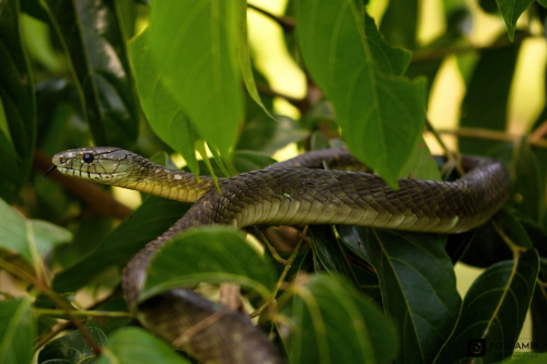 Fotoobraz Mamba 