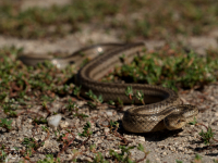 Užovka hladká (Coronella austriaca) 