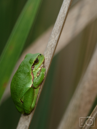 Rosnička zelená (Hyla arborea)