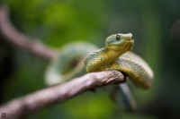 Zmije ježatá (Atheris squamigera) 