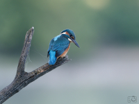 Ledňáček říční (Alcedo atthis)