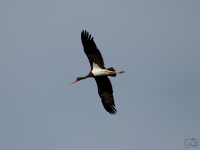 Čáp černý (Ciconia nigra)