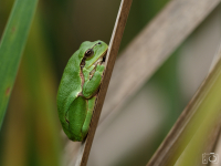 Rosnička zelená (Hyla arborea)