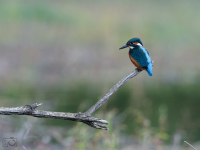Ledňáček říční (Alcedo atthis)
