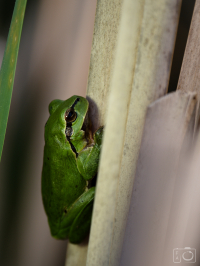 Rosnička zelená (Hyla arborea)