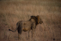 Hadí Safari