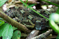 Zmije pobřežní nosorohá (Bitis nasicornis)