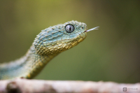 Zmije ježatá (Atheris squamigera) 