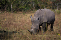 Hadí Safari