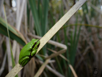 Rosnička zelená (Hyla arborea)