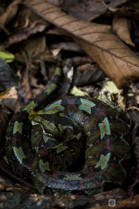 Zmije pobřežní nosorohá (Bitis nasicornis)