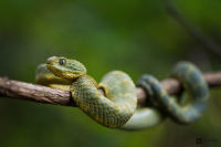 Zmije ježatá (Atheris squamigera) 