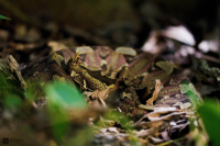 Zmije pobřežní nosorohá (Bitis nasicornis)