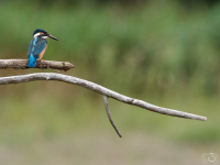 Ledňáček říční (Alcedo atthis)