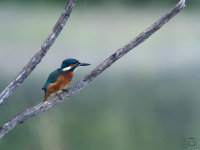 Ledňáček říční (Alcedo atthis)