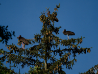 Čáp černý (Ciconia nigra)