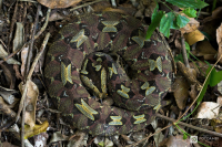 Zmije pobřežní nosorohá (Bitis nasicornis)