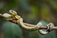 Zmije ježatá (Atheris squamigera) 