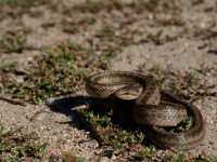 Užovka hladká (Coronella austriaca) 