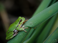 Rosnička zelená (Hyla arborea)