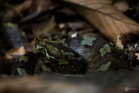 Zmije pobřežní nosorohá (Bitis nasicornis)