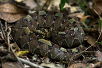 Zmije pobřežní nosorohá (Bitis nasicornis)